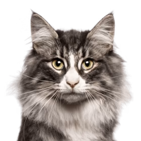 Kot