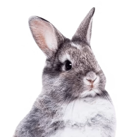 Gryzón